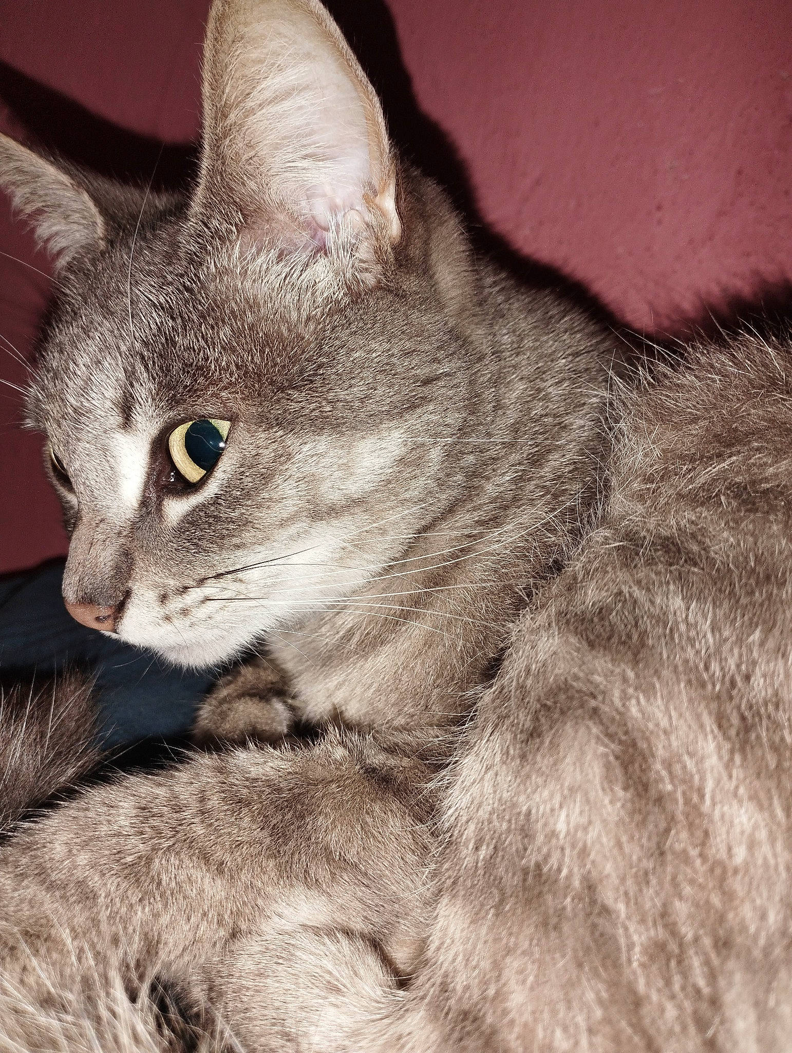 Xena participe au concours pour gagner de l'argent avec cette photo : carnivore, cat, domestic_short_haired_cat, ear, felidae, fur, paw, small_to_medium_sized_cats, snout, tail, terrestrial_animal, whiskers, wildlife, window