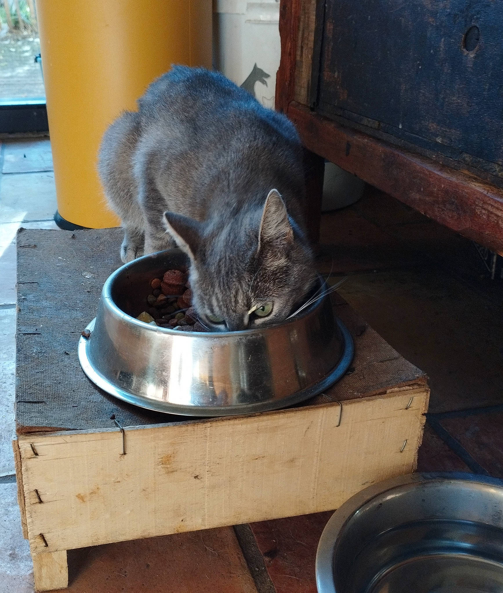 Xena participe au concours pour gagner de l'argent avec cette photo : animal_feed, bowl, carnivore, cat, cat_food, cat_supply, domestic_short_haired_cat, felidae, gas, hardwood, metal, pet_food, pet_supply, serveware, small_animal_food, small_to_medium_sized_cats, tail, whiskers, wood, wood_stain