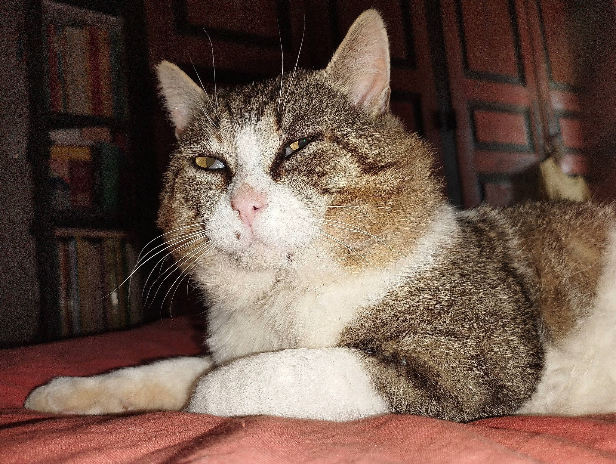 Banban a rejoint le concours — aidez-le/la à gagner de superbes lots ! carnivore, cat, cat_supply, claw, domestic_short_haired_cat, felidae, fur, paw, shelf, sitting, small_to_medium_sized_cats, snout, terrestrial_animal, whiskers, window