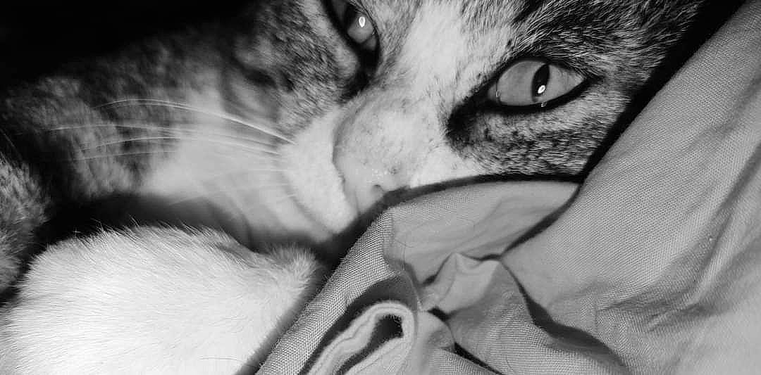 Banban a rejoint le concours — aidez-le/la à gagner de superbes lots ! black_and_white, canidae, carnivore, cat, claw, close_up, domestic_short_haired_cat, felidae, fur, grey, monochrome, monochrome_photography, nap, paw, small_to_medium_sized_cats, snout, style, terrestrial_animal, tree, whiskers