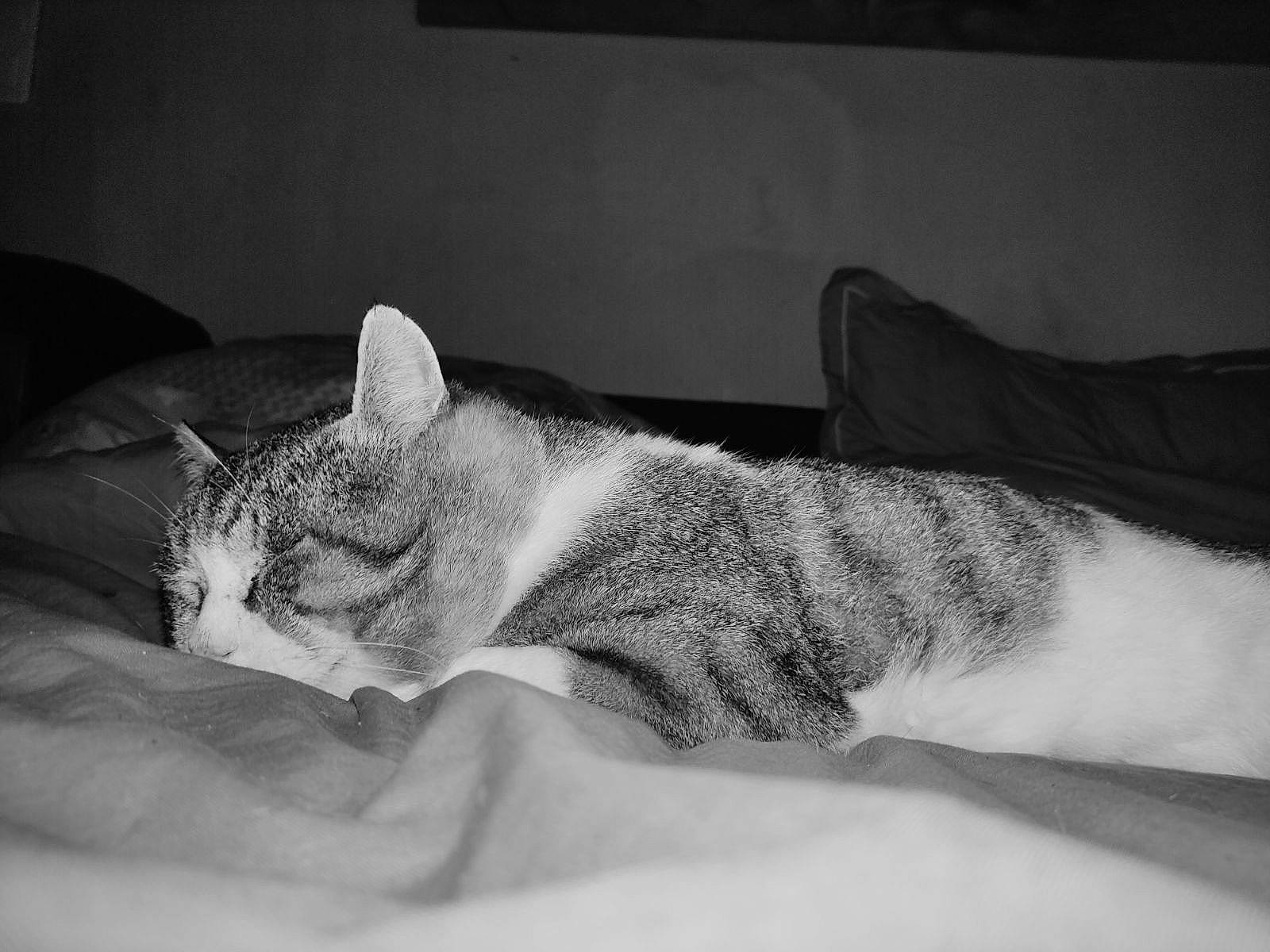 Banban a rejoint le concours — aidez-le/la à gagner de superbes lots ! bed, black_and_white, carnivore, cat, comfort, couch, eye, felidae, fur, grey, head, human_body, human_leg, linens, monochrome, monochrome_photography, small_to_medium_sized_cats, snout, whiskers, window