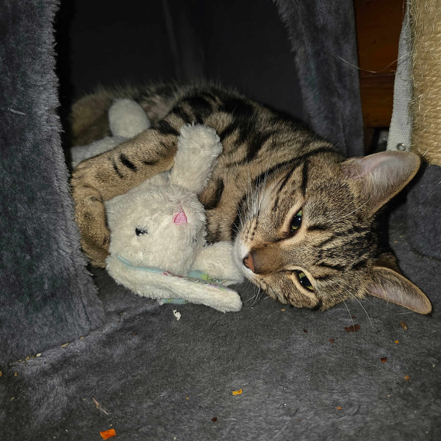Tigger Lilie is registered to the contest to win money with this photo: animal, bunny, cat, cat_condo, cozy, cuddling, cute, domestic_cat, ears, feline, gray_fabric, indoor, pet, plush_toy, relaxed, resting, sleepy, tabby_cat, toy, whiskers