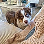 Marley a rejoint le concours — aidez-le/la à gagner de superbes lots ! dog, puppy, brown_and_white, blue_eyes, curious, living_room, couch, blanket, knitted, cozy, wood_floor, coffee_table, vase, decor, indoor, pet, furniture, close_up, soft_texture, home