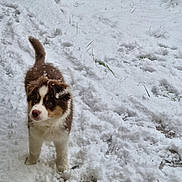Marley a rejoint le concours — aidez-le/la à gagner de superbes lots ! puppy, dog, snow, winter, outdoor, animal, young_dog, fluffy, curious, white_snow, brown_fur, playful, grass, cold, pet, nature, snowfall, fur, canine, cute