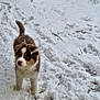 puppy, dog, snow, winter, outdoor, animal, young_dog, fluffy, curious, white_snow, brown_fur, playful, grass, cold, pet, nature, snowfall, fur, canine, cute