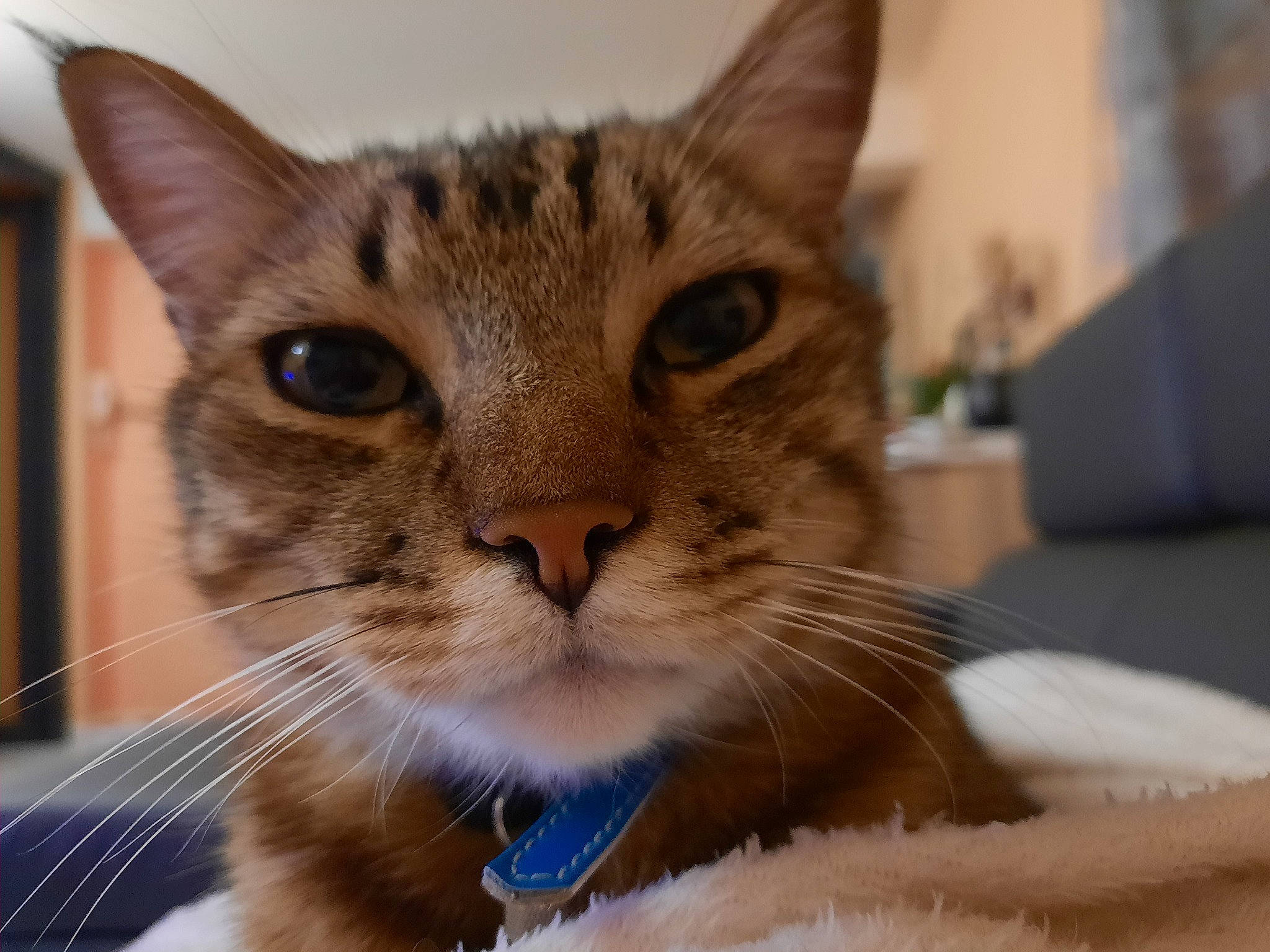 Cookie participe au concours pour gagner de l'argent avec cette photo : carnivore, cat, cat_supply, claw, comfort, couch, domestic_short_haired_cat, ear, fawn, felidae, fur, paw, small_to_medium_sized_cats, snout, whiskers, window