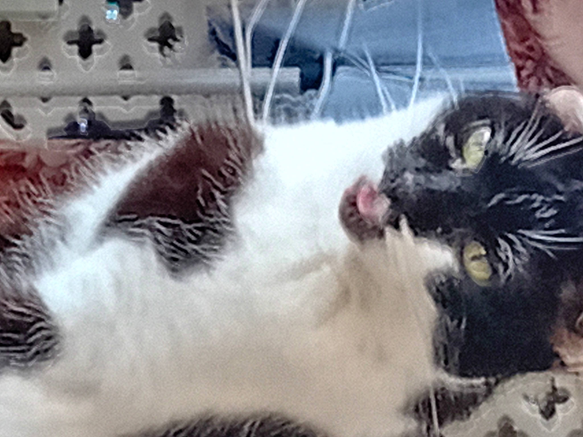 Bruce joined the competition — help win amazing prizes! carnivore, cat, claw, cloud, comfort, domestic_short_haired_cat, felidae, fur, love, metal, nap, paw, photo_caption, sky, small_to_medium_sized_cats, snout, square, tail, whiskers