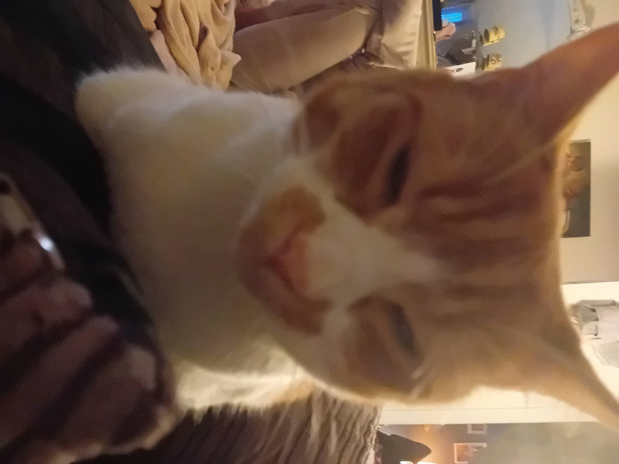 Logan joined the competition — help win amazing prizes! canidae, carnivore, cat, claw, comfort, companion_dog, dog_breed, domestic_short_haired_cat, ear, fawn, felidae, fur, hardwood, human_leg, paw, small_to_medium_sized_cats, snout, tail, whiskers, wood