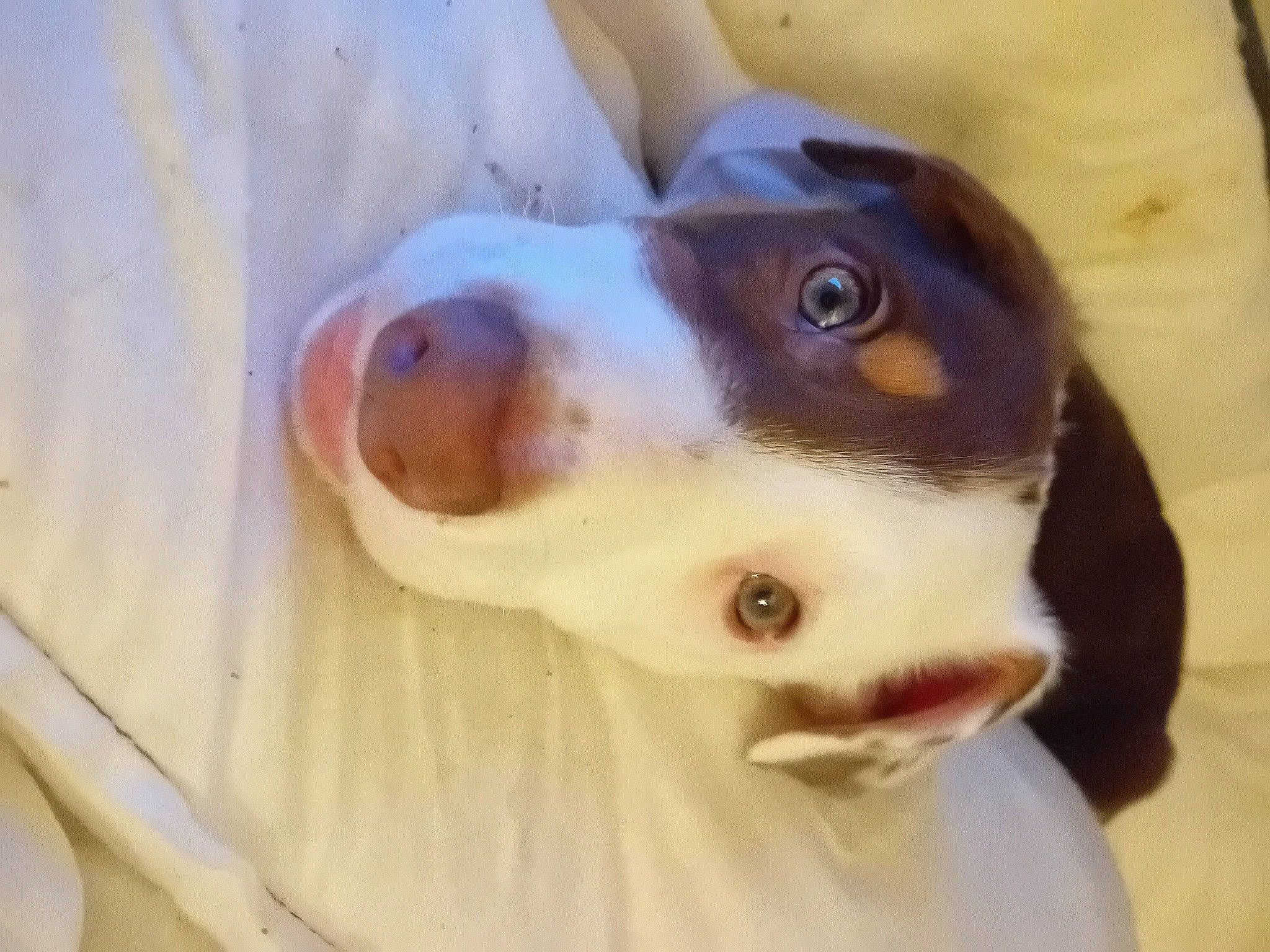 Koda joined the competition — help win amazing prizes! canidae, carnivore, chihuahua, collar, companion_dog, dog, dog_breed, fawn, felidae, fur, hound, paw, puppy, puppy_love, snout, sporting_group, street_dog, terrestrial_animal, whiskers, working_animal