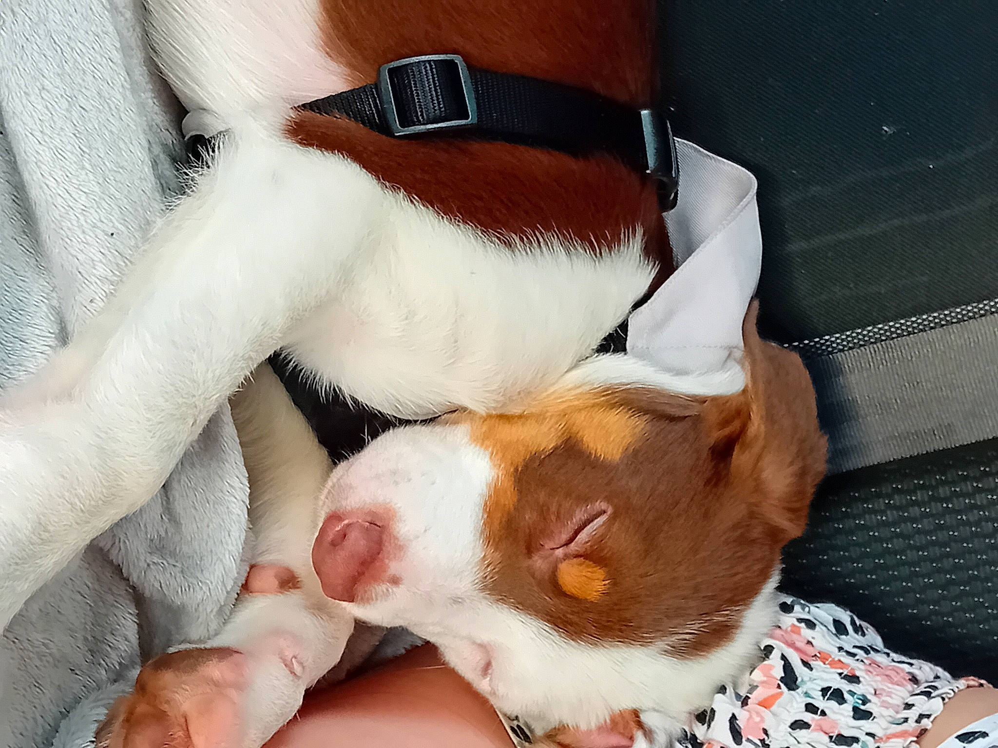 Koda joined the competition — help win amazing prizes! canidae, carnivore, comfort, companion_dog, dog, dog_breed, ear, fawn, fur, goggles, human_leg, liver, mammal, paw, snout, sporting_group, sunglasses, tail, whiskers, working_animal