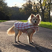 Poppy joined the competition — help win amazing prizes! dog, animal, pet, outdoor, path, plaid_jacket, sunlight, shadow, tree, grass, nature, canine, fur, park, walking_path, daylight, mammal, standing, cute, fluffy