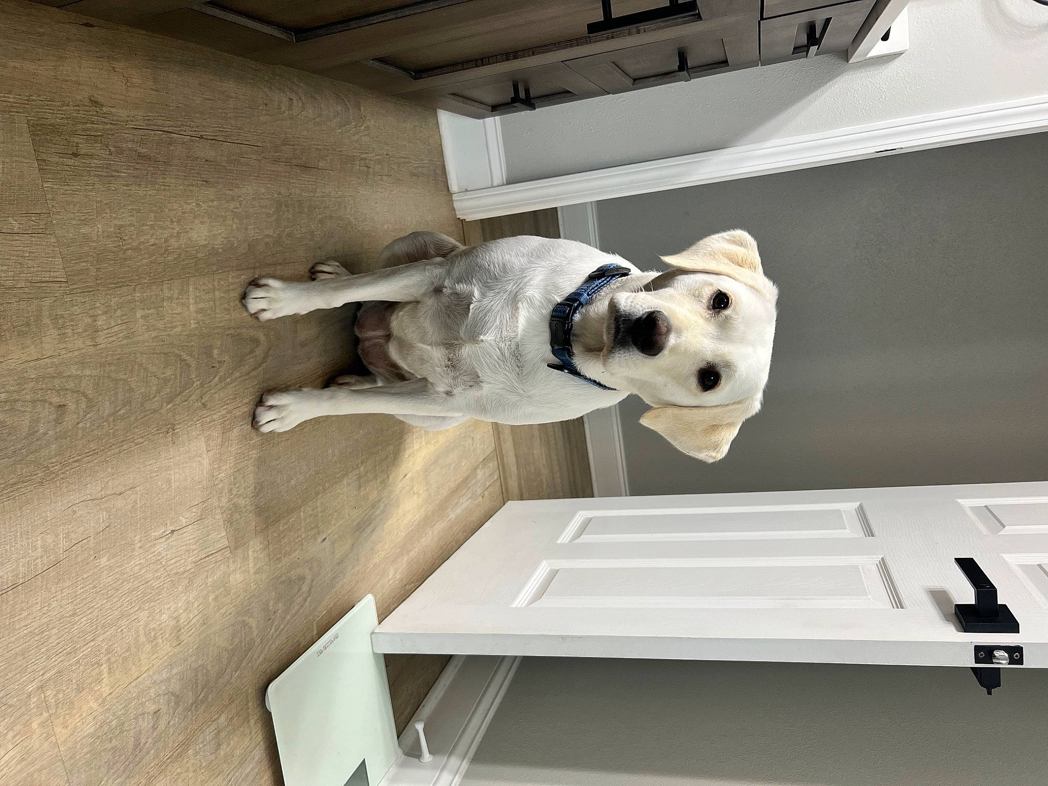 Harley is registered to the contest to win money with this photo: art, building, canidae, carnivore, ceiling, companion_dog, dog, dog_breed, flooring, house, interior_design, sculpture, snout, space, sporting_group, stairs, statue, table, window, wood