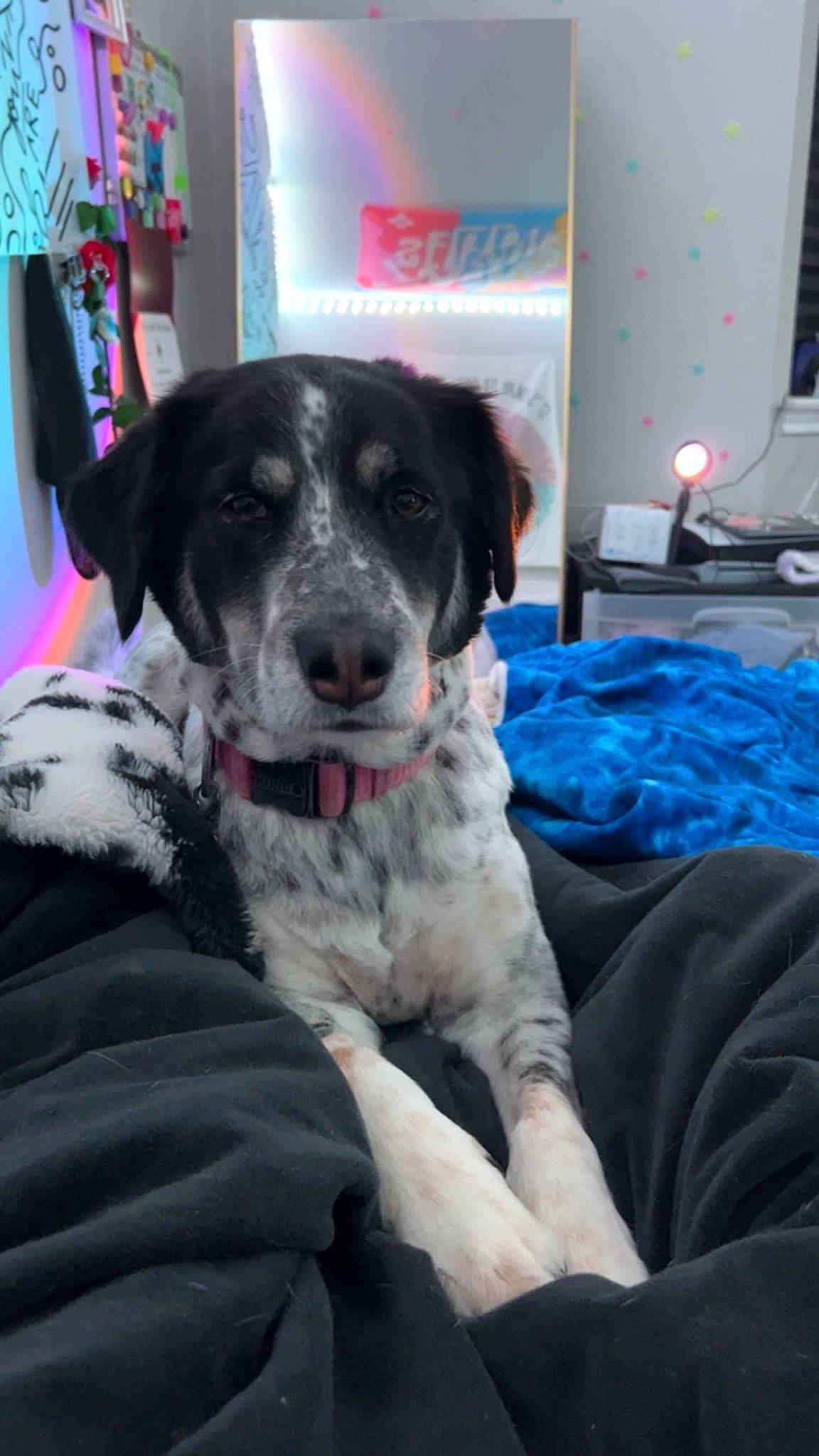 Remi joined the competition — help win amazing prizes! canidae, comfort, companion_dog, dog, dog_breed, fur, gun_dog, non_sporting_group, snout, sporting_group, texas_heeler, working_animal, working_dog