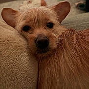 Honey is registered to the contest to win money with this photo: dog, small_dog, pet, close_up, face, nose, fur, ears, cozy, blanket, couch, indoor, portrait, sleepy, whiskers, brown_fur, muzzle, companion, home, relaxed