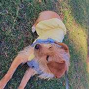 Honey is registered to the contest to win money with this photo: animal, canine, cute, daytime, dog, fur, grass, leash, mammal, nature, outdoor, park, pet, relaxed, resting, scruffy, small_dog, sunlight, tongue_hidden, yellow_jacket