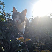 Happy a rejoint le concours — aidez-le/la à gagner de superbes lots ! animal, branch, cat, closeup, daylight, ears, face, foliage, greenery, leaf, mammal, nature, outdoor, pet, plants, sky, sun, sunlight, whiskers, wildlife