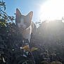 animal, branch, cat, closeup, daylight, ears, face, foliage, greenery, leaf, mammal, nature, outdoor, pet, plants, sky, sun, sunlight, whiskers, wildlife