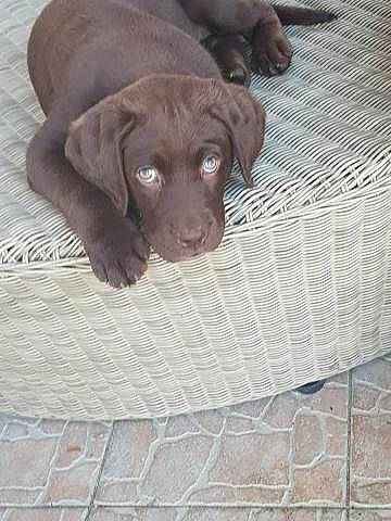 Oxbo a rejoint le concours — aidez-le/la à gagner de superbes lots ! beagador, canidae, carnivore, companion_dog, dog, dog_breed, fawn, german_shorthaired_pointer, hunting_dog, labrador_retriever, liver, mammal, pointer, pointing_breed, puppy, retriever, snout, sporting_group, vizsla, weimaraner