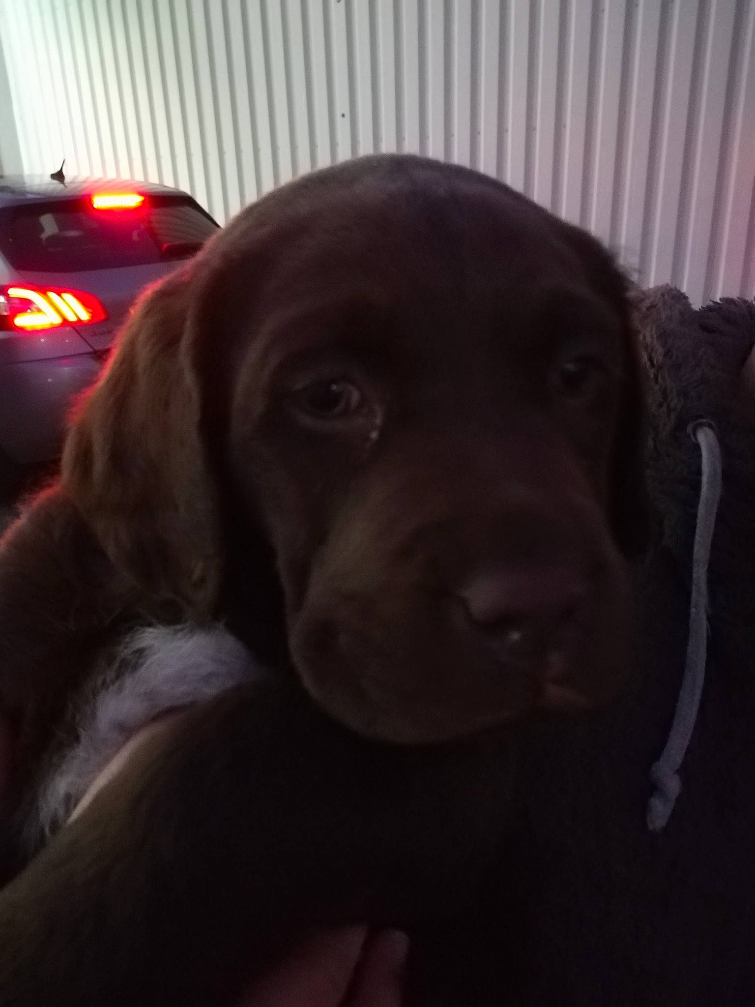 Oxbo participe au concours pour gagner de l'argent avec cette photo : beagador, canidae, carnivore, companion_dog, dog, dog_breed, ear, fawn, hunting_dog, labrador_retriever, liver, nose, pointer, pointing_breed, puppy, retriever, snout, sporting_group, vizsla, weimaraner