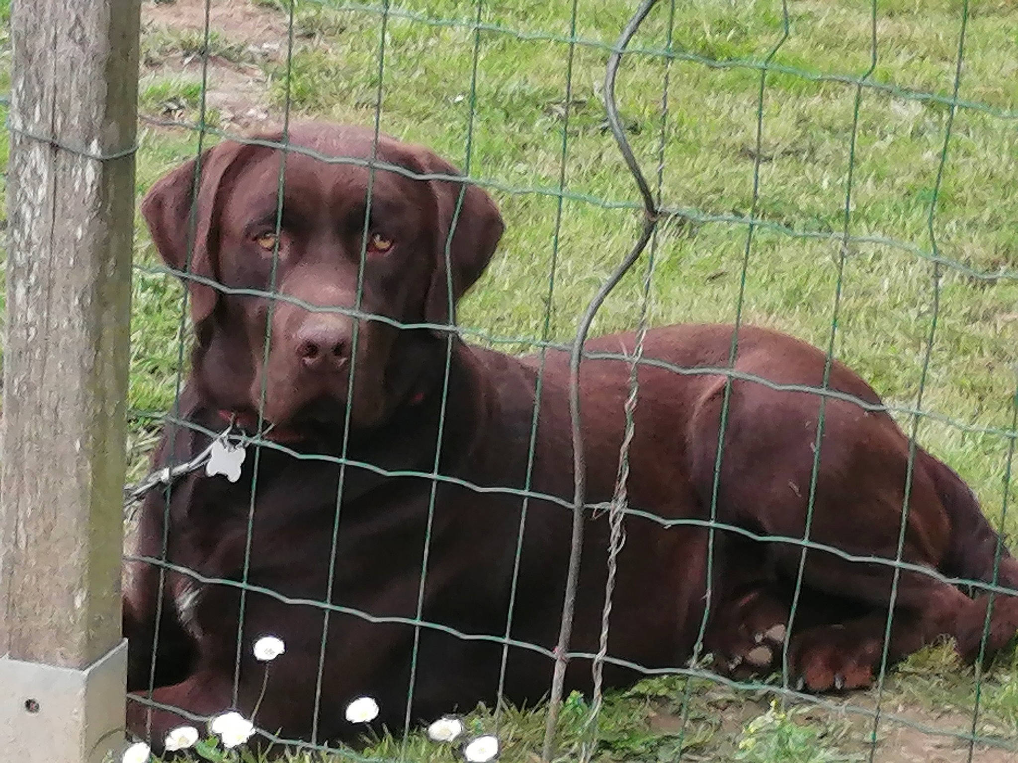 Oxbo a rejoint le concours — aidez-le/la à gagner de superbes lots ! braque_francais, canidae, carnivore, chesapeake_bay_retriever, companion_dog, dog, dog_breed, gun_dog, hunting_dog, labrador_retriever, liver, mammal, pointing_breed, pudelpointer, retriever, snout, sporting_group, vertebrate