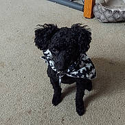 Baby is registered to the contest to win money with this photo: dog, black_dog, curly_fur, bandana, camouflage, pet, indoors, carpet, sitting, standing, portrait, face, eyes, ears, collar, tag, home, exercise_equipment, cardboard_box, pet_bed