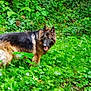 dog, german_shepherd, outdoor, greenery, grass, plants, canine, nature, animal, tongue_out, fur, pet, forest_floor, leafy, mammal, walking, wildlife, summer, daylight, blurred