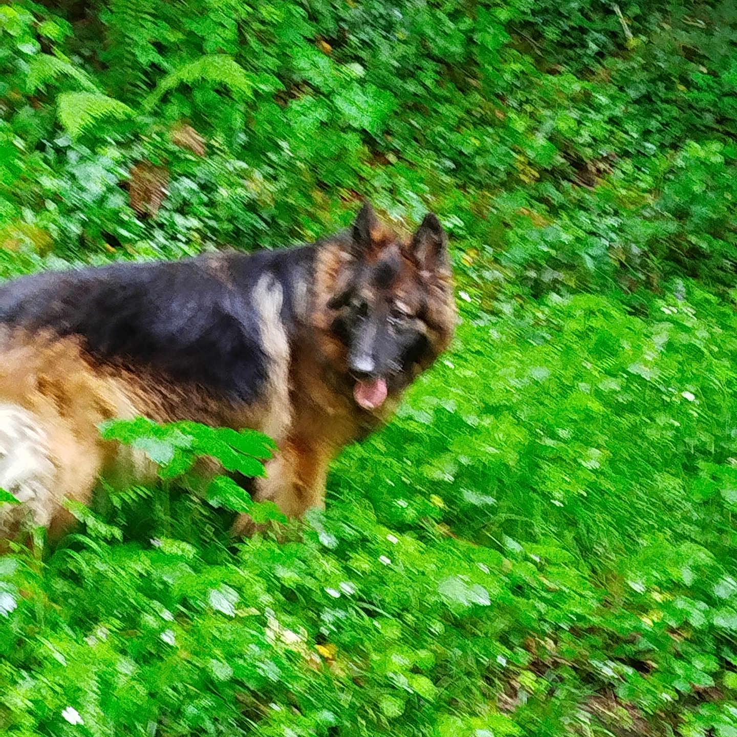 Nina