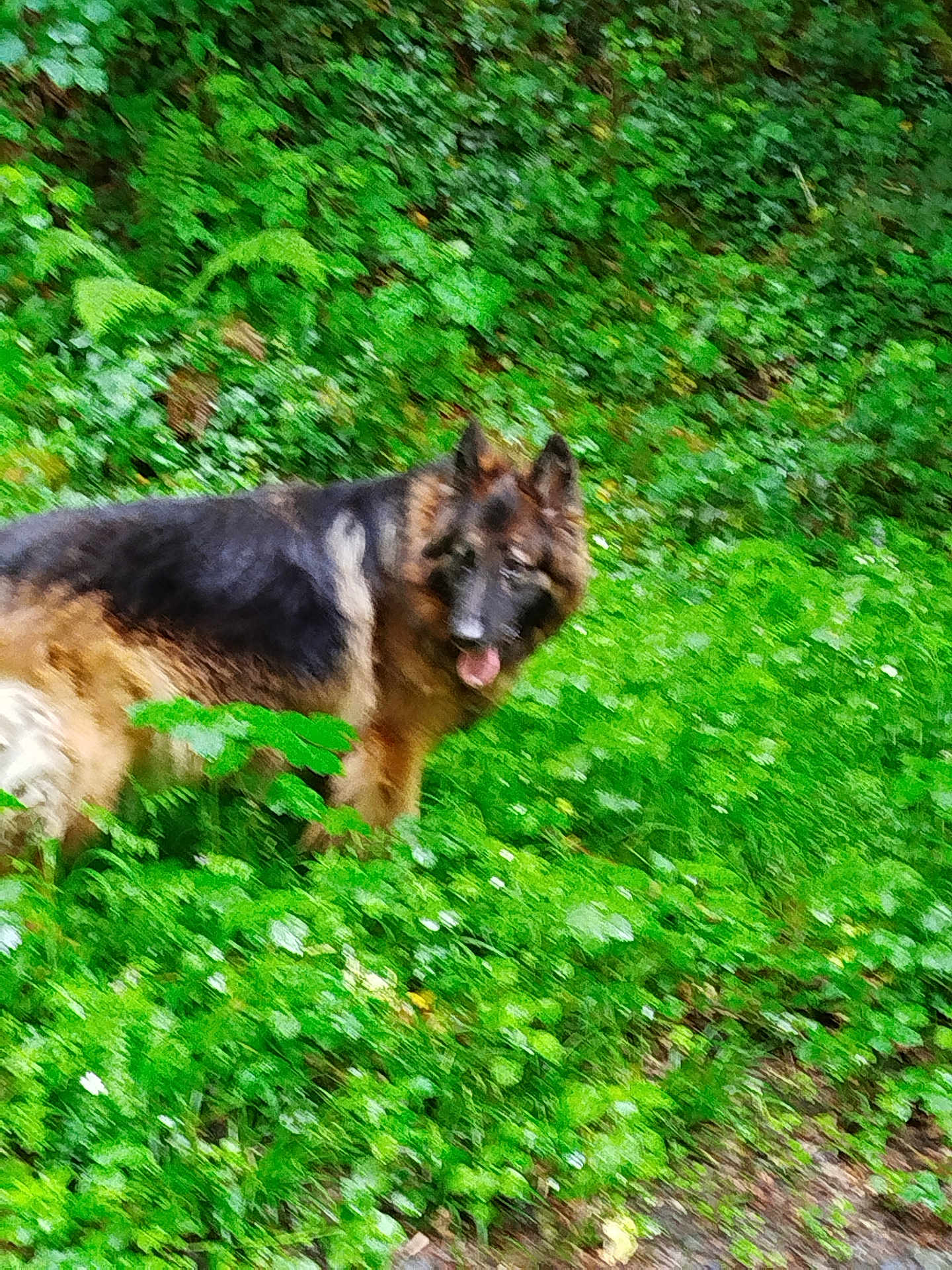Nina a rejoint le concours — aidez-le/la à gagner de superbes lots ! dog, german_shepherd, outdoor, greenery, grass, plants, canine, nature, animal, tongue_out, fur, pet, forest_floor, leafy, mammal, walking, wildlife, summer, daylight, blurred