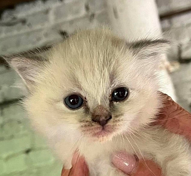 Yuna participe au concours pour gagner de l'argent avec cette photo : british_longhair, carnivore, cat, domestic_short_haired_cat, fawn, felidae, fruit, fur, paw, plant, small_to_medium_sized_cats, snout, terrestrial_animal, whiskers