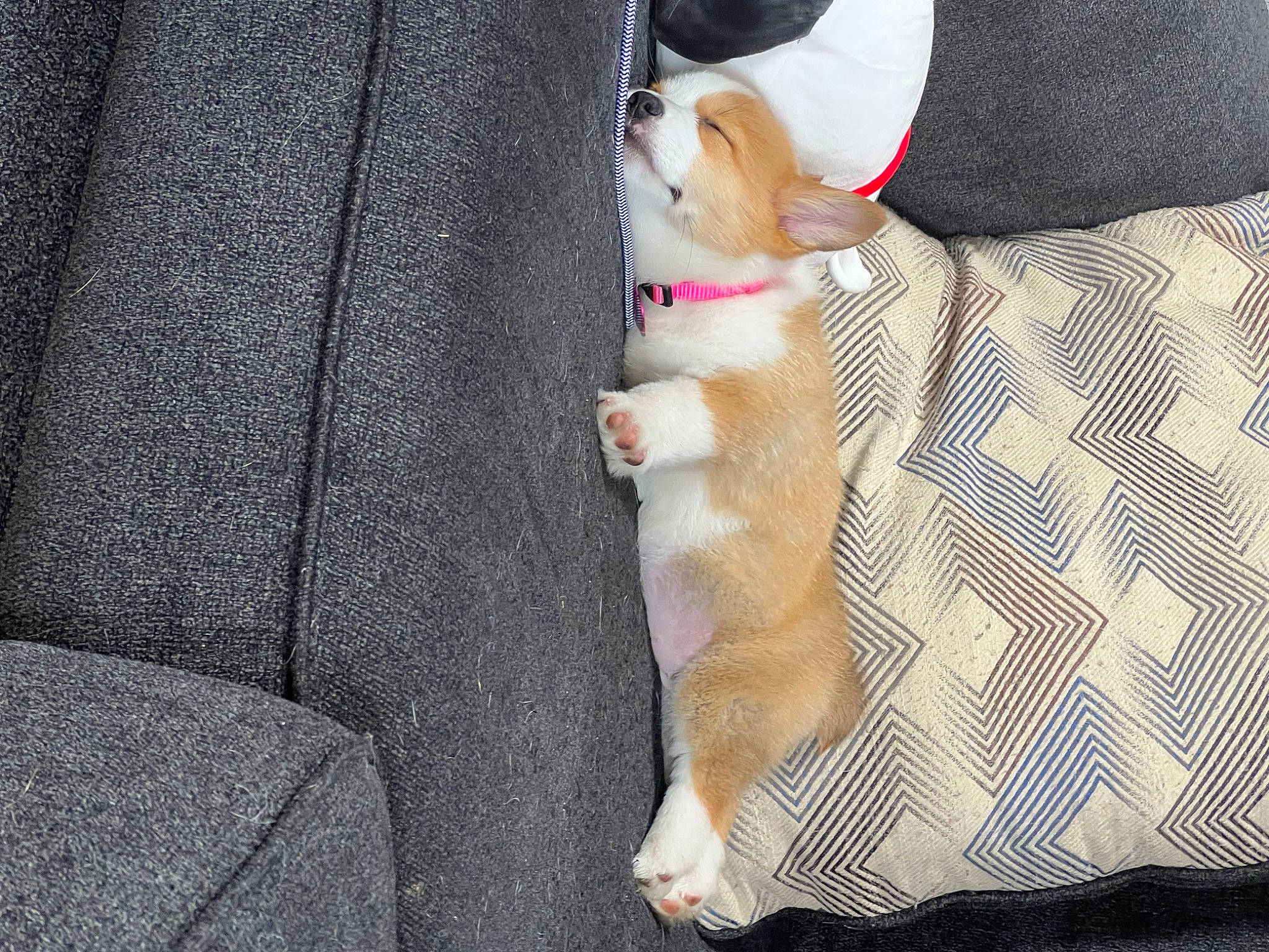 Mini joined the competition — help win amazing prizes! baby_products, car_seat, carnivore, comfort, companion_dog, couch, dog, dog_breed, fawn, felidae, fur, human_leg, linens, plaid, seat_belt, sporting_group, stuffed_toy, tail, thigh, toy