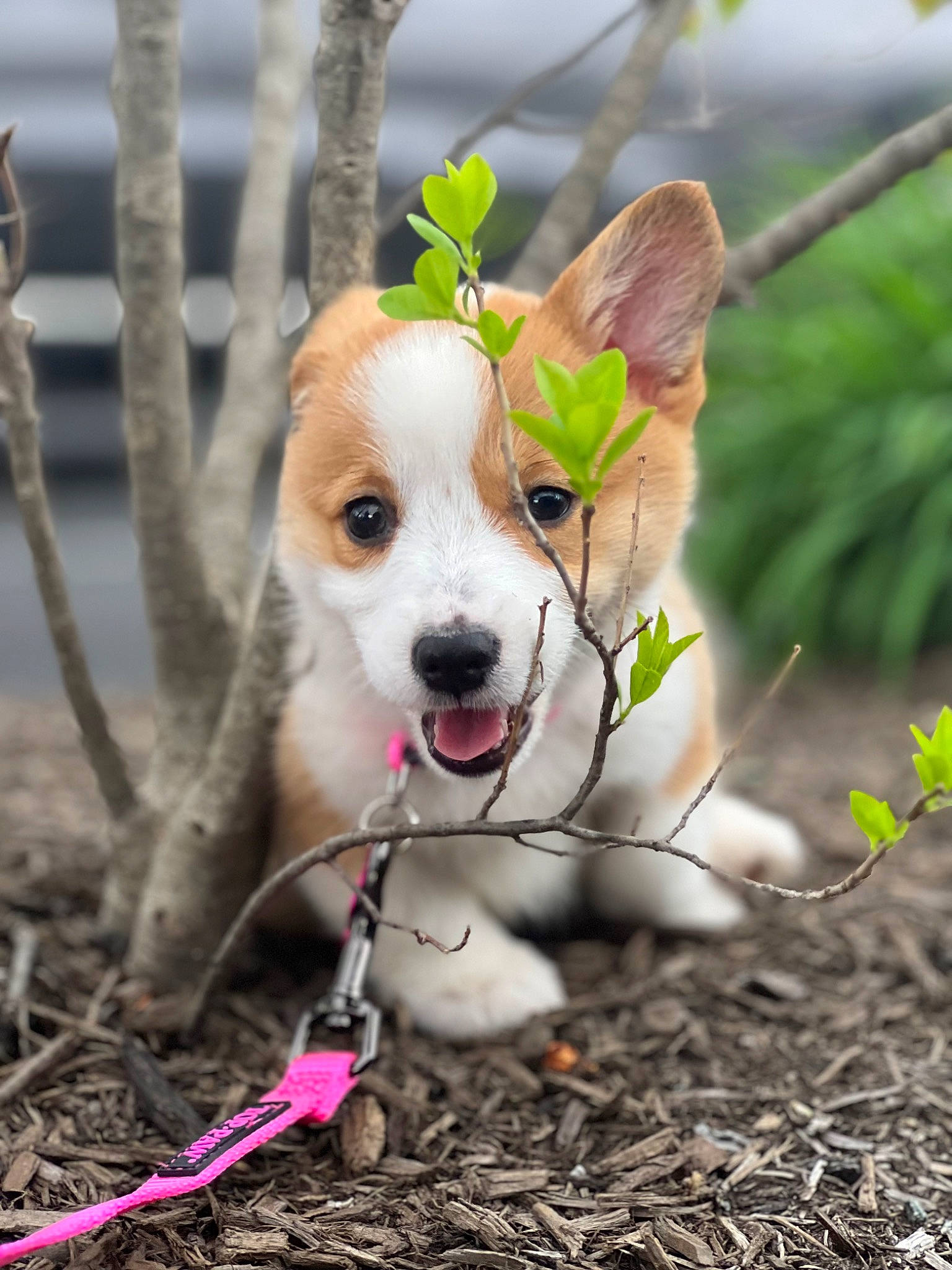 Mini is registered to the contest to win money with this photo: carnivore, collar, companion_dog, dog, dog_breed, dog_supply, fawn, fence, grass, happy, leash, pet_supply, plant, snout, sporting_group, tail, toy_dog, twig, whiskers, working_animal