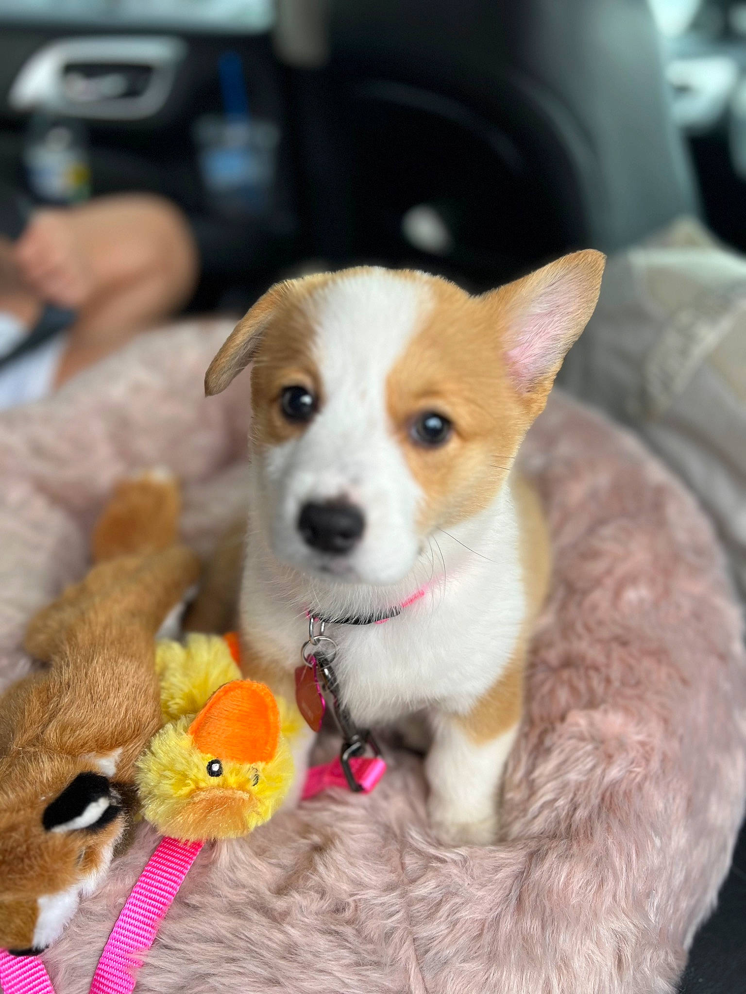 Mini is registered to the contest to win money with this photo: canidae, carnivore, cat_supply, collar, companion_dog, dog, dog_breed, dog_clothes, dog_supply, dog_toy, fawn, fur, irishjacks, paw, pet_food, pet_supply, snout, tail, toy, whiskers