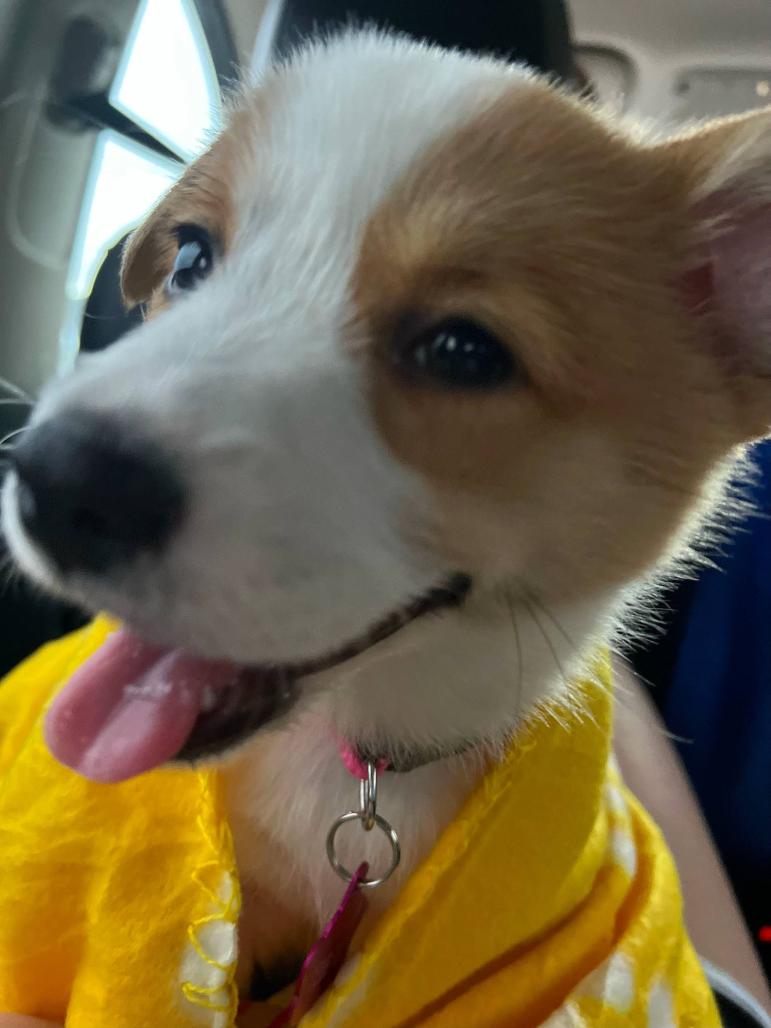 Mini is registered to the contest to win money with this photo: canidae, carnivore, collar, companion_dog, dog, dog_breed, dog_collar, ear, fur, pet_supply, photography, puppy, snout, sporting_group, terrestrial_animal, whiskers, working_animal, working_dog