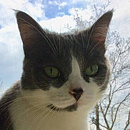 Mataxa is registered to the contest to win money with this photo: animal, cat, close_up, clouds, curious, daylight, face, feline, green_eyes, looking, nature, outdoor, pet, portrait, screen, sky, texture, tree_branches, whiskers, window