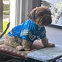 dog, pet, jersey, blue, window, bench, cushion, indoor, light, fur, animal, portrait, sportswear, decor, framed_art, bird_art, seated, mammal, cozy, casual