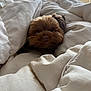 dog, bed, blanket, brown, cozy, cute, fur, indoors, light, natural_light, window, white, warm, pet, animal, snug, comfort, soft, resting, sleepy