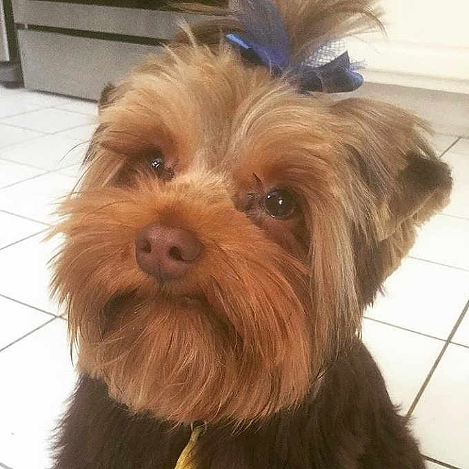 Canolli joined the competition — help win amazing prizes! adorable, animal, bow, brown_fur, closeup, companion, cute, dog, domestic, eyes, face, floor, fluffy, fur, groomed, indoor, pet, portrait, small_dog, tiled_floor