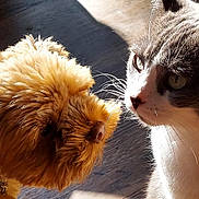 Canolli is registered to the contest to win money with this photo: dog, cat, close_up, fur, whiskers, sunlight, wooden_floor, pet, animal, cute, fluffy, brown_dog, gray_and_white_cat, domestic_animal, indoor, face, snout, portrait, natural_light, curious