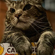 Bear is registered to the contest to win money with this photo: cat, tabby, paws, box, pumpkin, orange, yellow, indoor, pet, animal, curious, closeup, feline, whiskers, soft_focus, cute, striped, domestic_cat, relaxed, cozy