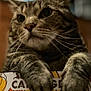 cat, tabby, paws, box, pumpkin, orange, yellow, indoor, pet, animal, curious, closeup, feline, whiskers, soft_focus, cute, striped, domestic_cat, relaxed, cozy
