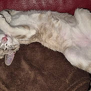 Chanel a rejoint le concours — aidez-le/la à gagner de superbes lots ! cat, sleeping, relaxed, feline, pet, indoor, brown_blanket, red_couch, fur, whiskers, pink_nose, paws, adorable, cozy, resting, domestic_animal, cute, animal, mammal, nap