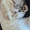 cat, sleeping, fur, paw, pink_nose, indoor, close_up, cute, pet, domestic_animal, relaxed, whiskers, animal, mammal, resting, cozy, soft, feline, adorable, peaceful