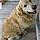 Roki