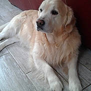 Roki a rejoint le concours — aidez-le/la à gagner de superbes lots ! carnivoran, companion_dog, dog, dog_breed, dog_breed_group, dog_like_mammal, golden_retriever, labrador_retriever, retriever, slovak_cuvac, snout, sporting_group