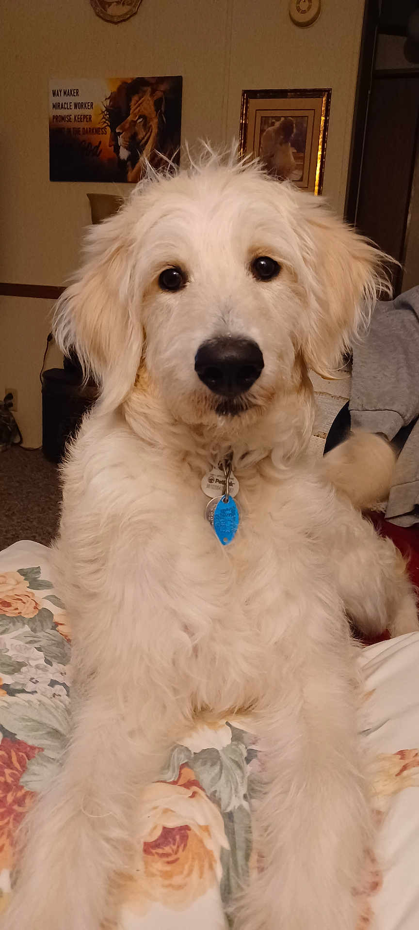 Gracie