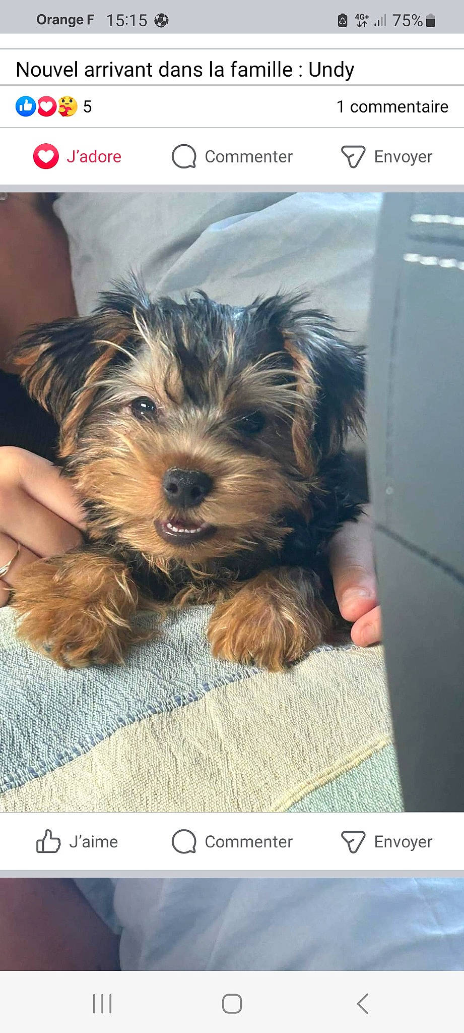 Undy a rejoint le concours — aidez-le/la à gagner de superbes lots ! biewer_terrier, canidae, carnivore, companion_dog, dog, dog_breed, firefighter, fur, liver, maltepoo, non_sporting_group, puppy, small_terrier, snout, sporting_group, terrier, toy_dog, water_dog, working_animal, yorkipoo