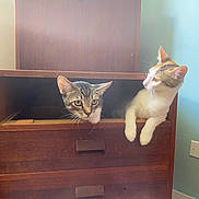 Lalo And Maya joined the competition — help win amazing prizes! cat, cats, kitten, tabby, calico, feline, pet, animal, two_cats, curious, sitting, peeking, paws, whiskers, ears, indoor, dresser, wooden_furniture, home, portrait