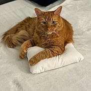 Olly is registered to the contest to win money with this photo: cat, ginger_cat, animal, pet, feline, pillow, bed, bedding, fur, whiskers, relaxed, indoor, cozy, cute, sleepy, domestic_animal, resting, soft, tail, ears