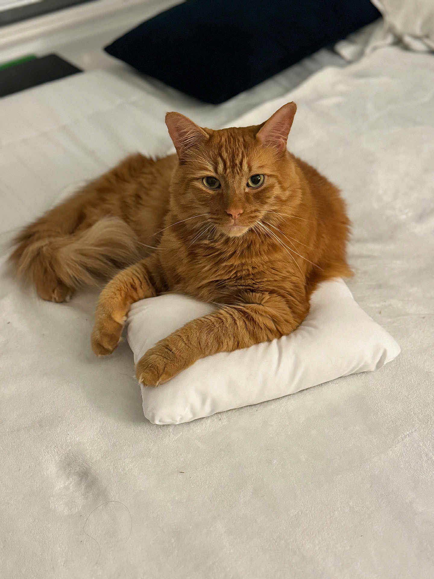 Olly is registered to the contest to win money with this photo: cat, ginger_cat, animal, pet, feline, pillow, bed, bedding, fur, whiskers, relaxed, indoor, cozy, cute, sleepy, domestic_animal, resting, soft, tail, ears