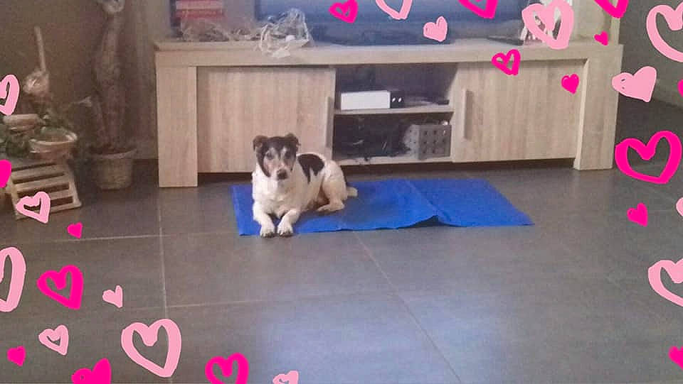 Hulk participe au concours pour gagner de l'argent avec cette photo : canidae, carnivore, companion_dog, dog, dog_breed, fawn, floor, flooring, lhasa_apso, mammal, non_sporting_group, play, puppy, shih_tzu, sporting_group, toy_dog